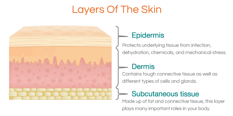 layers of the skin: epidermis, dermis, subcutaneous tissue